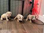 AKC English Bulldog Puppies