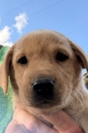 AKC Yellow Labradore puppies