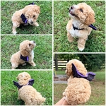 Toy poodle pups!