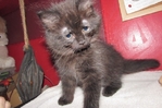 Ragdoll kittens for sale