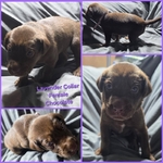 AKC Labrador Retriever Puppies