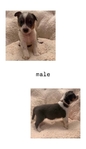 Cowboy Corgis