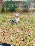 Chihuahua elite puppies / Applehead females