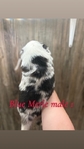 Mini Australian shepherd’s