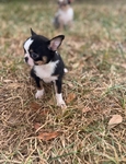 Chihuahua elite puppies / Applehead females