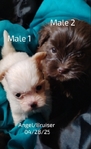 SHIH TZU'S