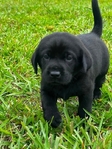 AKC Lab Puppies