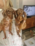 Miniature Dachshund puppies