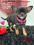 Stunning Micro AKC Female Applehead Chihuahua