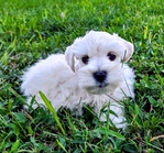 AKC Reg. Miniature Schnauzerd