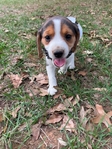 Beagle puppies AKC