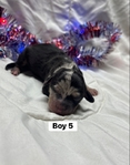 Dachshund/rat terrier