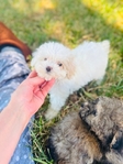 Teacup Poodles & Toy Poodle puppies- Shots & Registered.