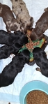 Ckc long-haired miniature dachshunds