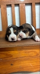 Beagle Puppies AKC