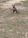 Fawn male XL American bully puppy