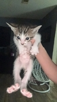 Kittens