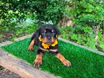 Serbian Rottweilers