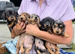Beautiful long-haired Miniature Dachshund puppies