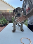 ABKC XL American Bully