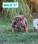 American Bully Puppies
