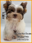 Breathtaking AKC Male Yorkies