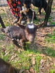 Nigerian Goats Bottle babies