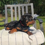 Silk (4month old European Rottweiler )