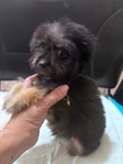 Beautiful Chi-Poo Puppies