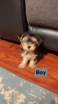 Gorgeous YorkiPoo Pups                              $800