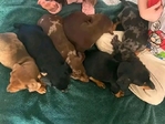 Miniature Dachshund Puppies Available for Adoption