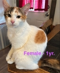 FREE!!!!!  Adorable Cats