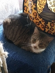 Free 7 cats