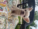 Fluffy French Bulldog