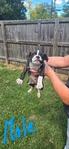 American Bully Boxer cross puppies for sale.