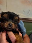 Akc female Yorkie