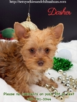 AKC Stunning Male Yorkie