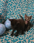Free kittens, July 19th 2025 birthday, 2 males and 3 females!
