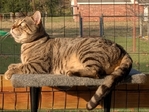 Registered Bengal kittens