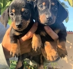 Healthy Well Trianed dachshund puppies