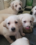 AKC Labrador Puppies