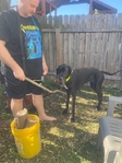 Great Dane