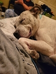 Pitbull Heeler mix