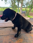 English Black Labrador Puppies Available