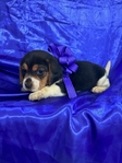 Beagle puppies AKC