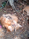 Free Kittens in Port Arthur