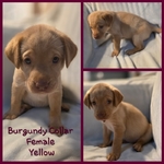 AKC Labrador Retriever