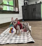 AKC French Bulldog puppy.
