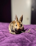 5 month old Rex Rabbit