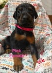 AKC DOBERMAN PUPPIES